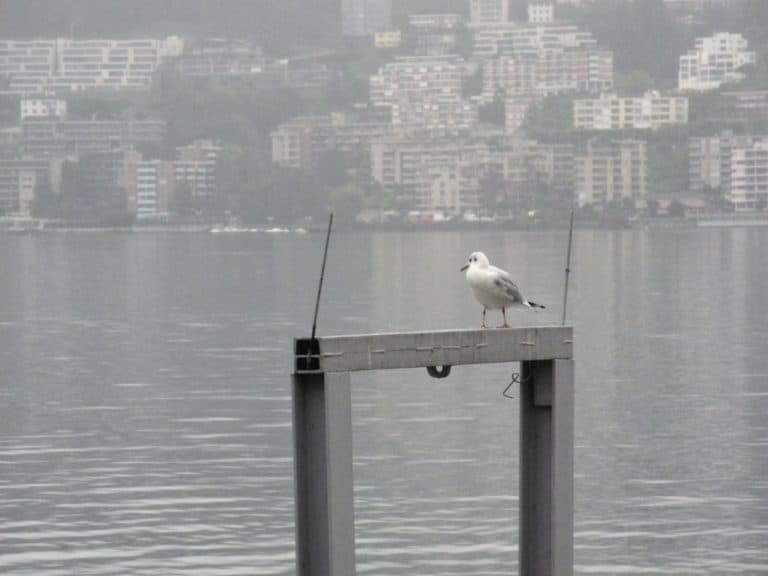Switzerland, Lugano – seagull, Oct.2014