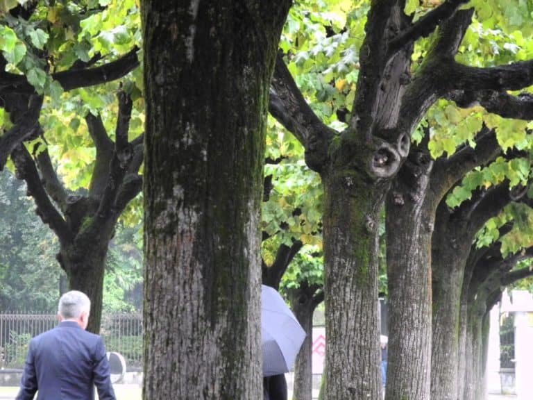 Svizzera, Lugano – alberi, ott. 2014