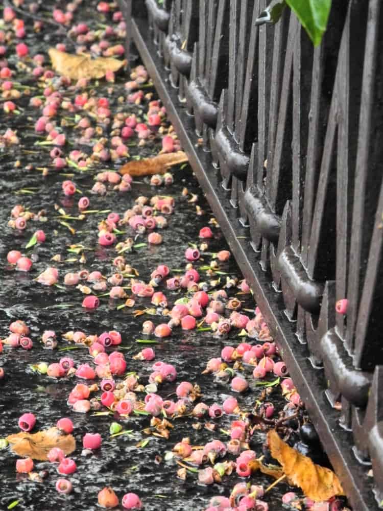 Svizzera, Lugano – rosa, ott. 2014