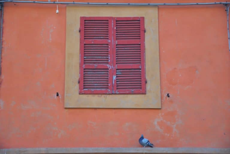 Lugo – pigeon, Feb.2015 (Emilia-Romaña)