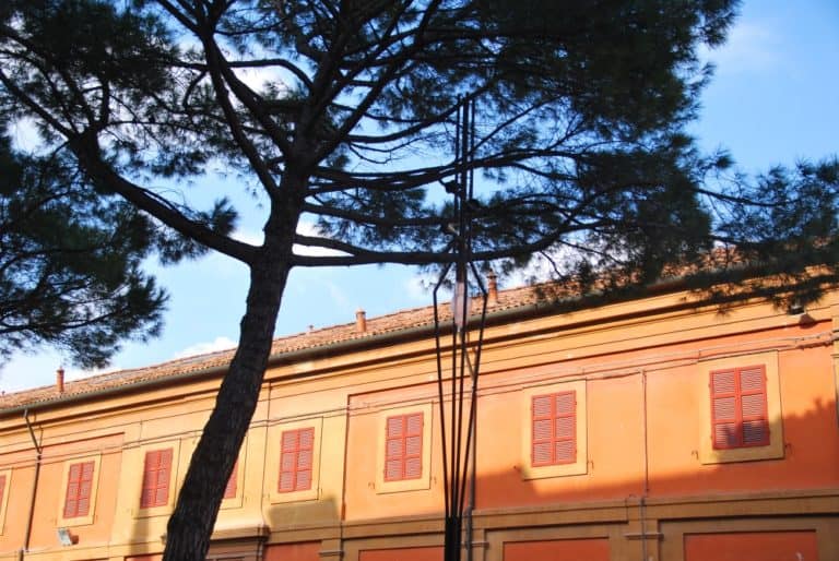Lugo – tree, Feb.2015 (Emilia-Romaña)