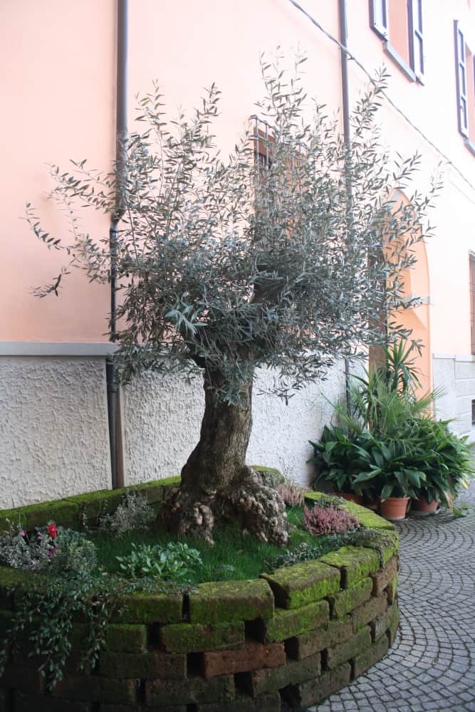 Lugo – donated olive, Feb.2015 (Emilia-Romaña)