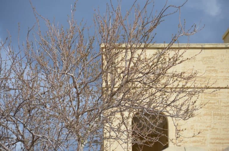 Malta, Gozo – tree and the building, Feb. 2013 (Gozo)