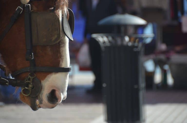 Malta, Marsaxlokk – horse, Feb. 2013