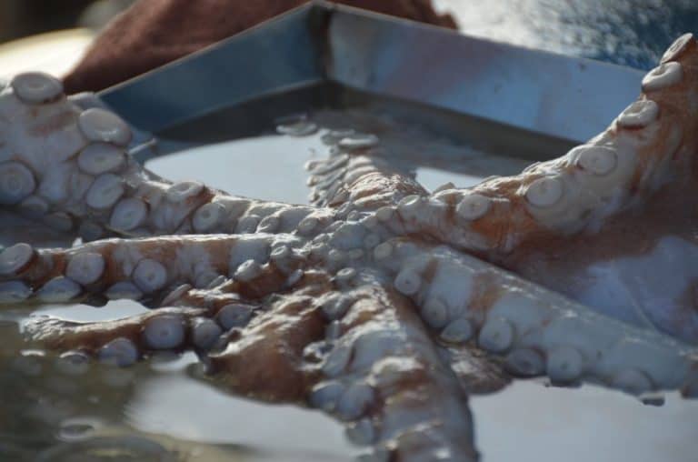 Malta, Marsaxlokk – octopus, Feb. 2013