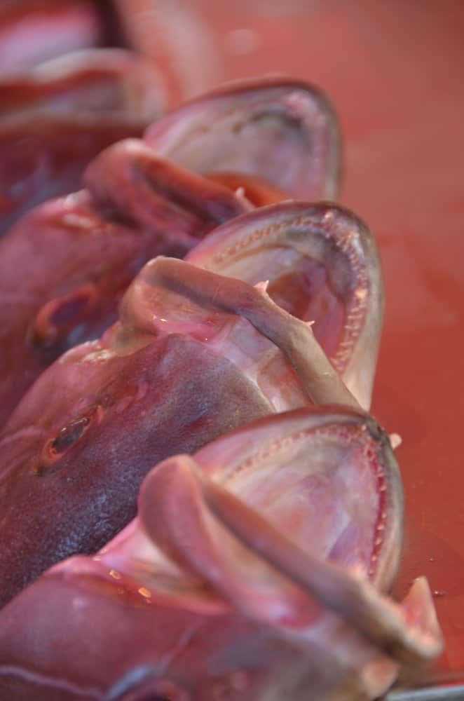 Malta, Marsaxlokk – mouths, Feb. 2013