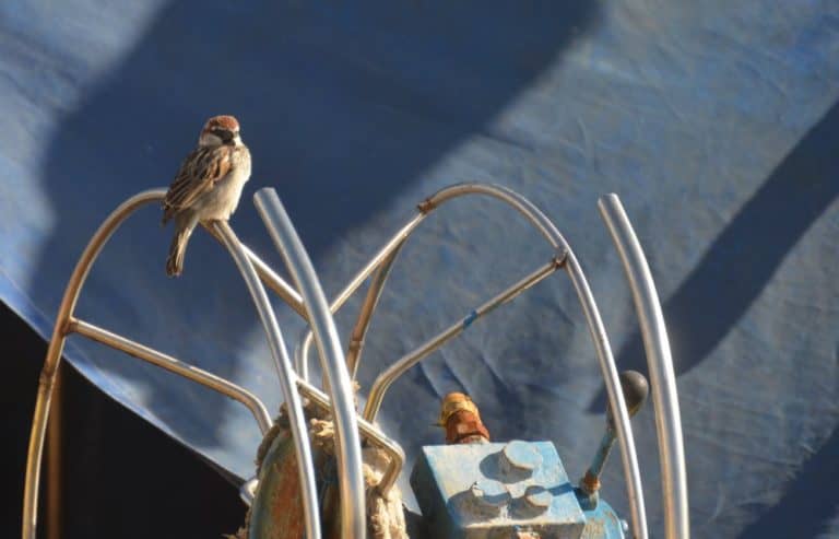 Malta, Marsaxlokk – sparrow, Feb. 2013