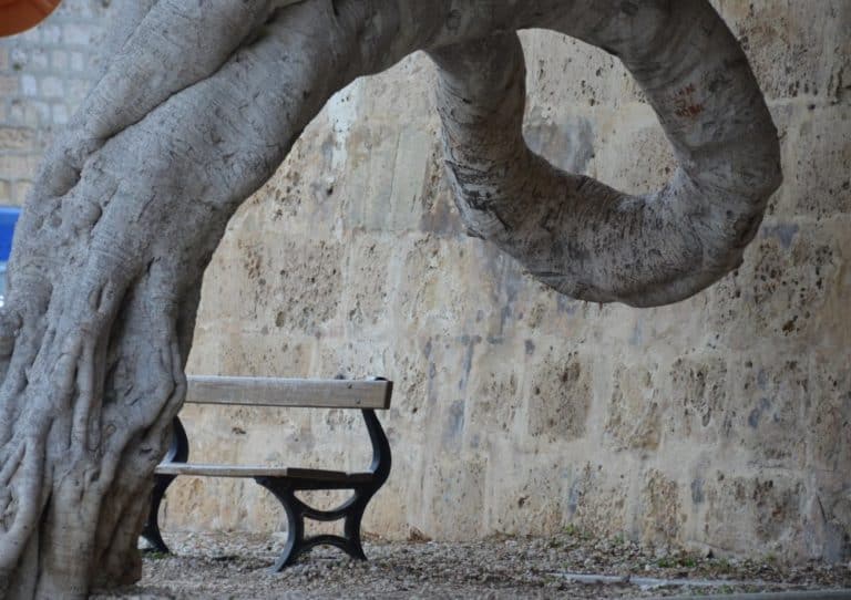 Malta, Mdina – strange tree, Feb. 2013 (Mdia)