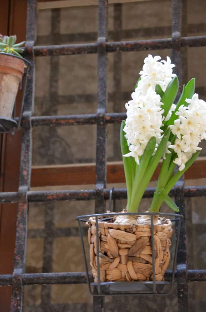 Malta, Mdina – flowers, Feb. 2013 (Mdia)