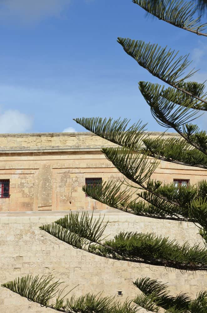 Malta, Mdina – tree and wall, Feb. 2013 (Mdia)