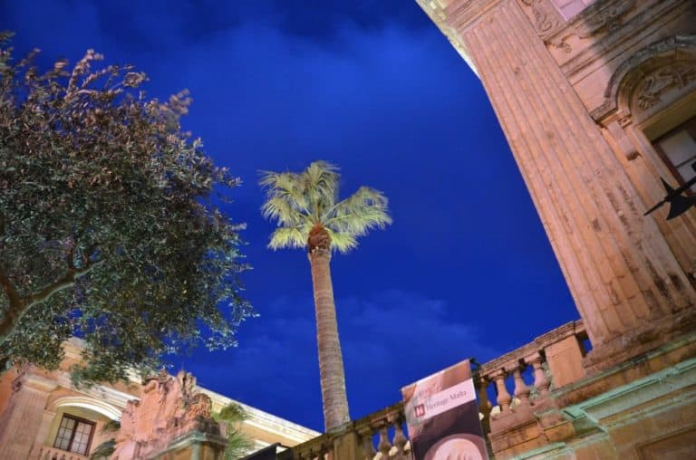 Malta, Mdina – palm tree, Feb. 2013 (Mdia)