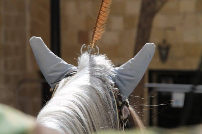 Malta, Mdina – ears of the horse Feb. 2013 (Mdia)