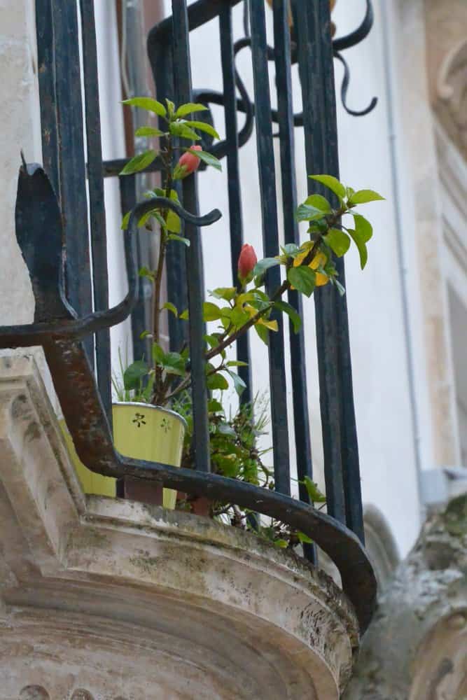イタリア、マルティーナ・フランカ－植物 2013年11月 (プーリア州)
