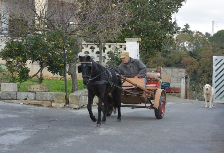 イタリア、マルティーナ・フランカ－馬車 2013年11月 (プーリア州)