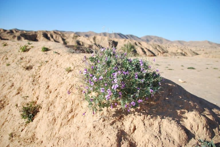 Tunisia, Matmata – flowers, Dec. 2008