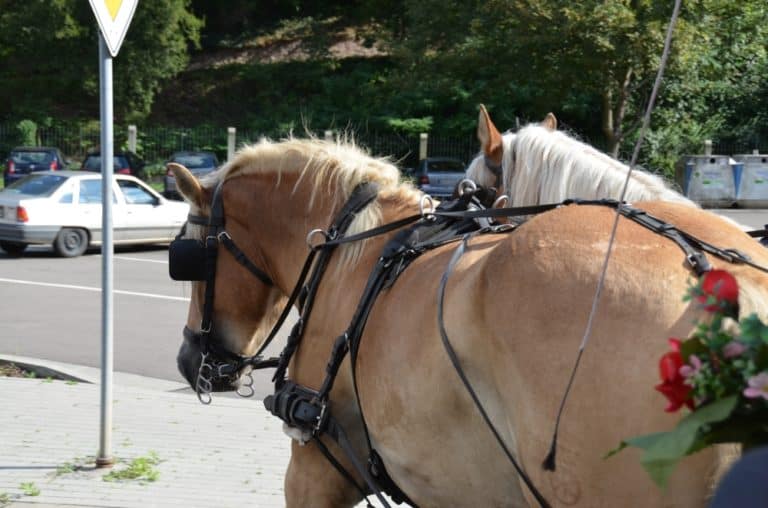 town – horses, Sept.2015 (Meissen)