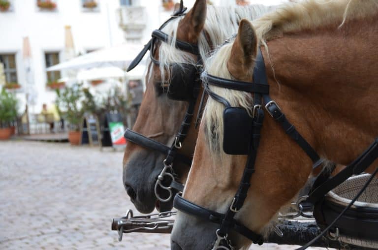 town – 2 horses, Sept.2015 (Meissen)