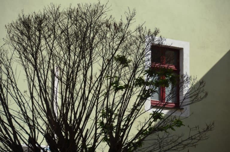 town – tree and window, Aug.2015 (Meissen)