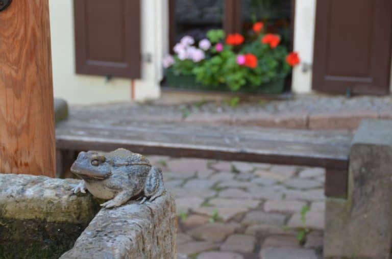 town – frog, Aug.2015 (Meissen)