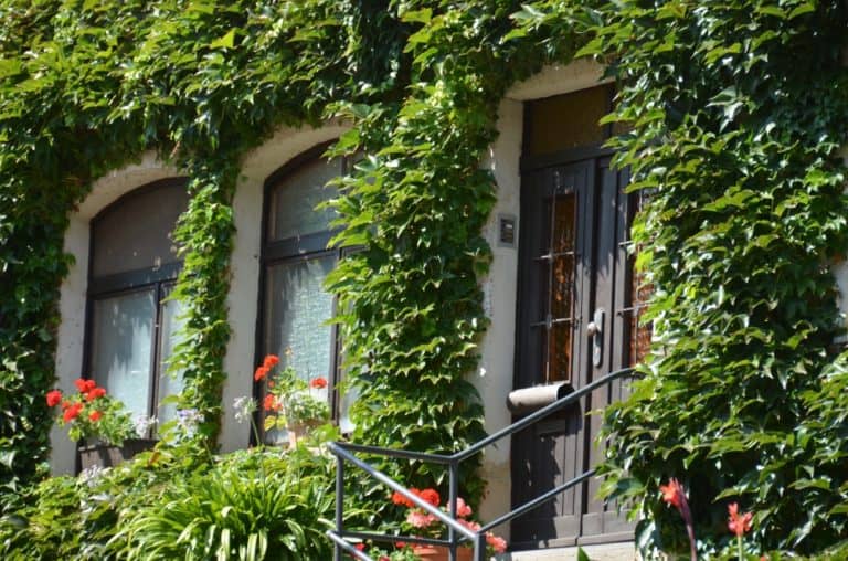 town – full of ivy, Aug.2015 (Meissen)