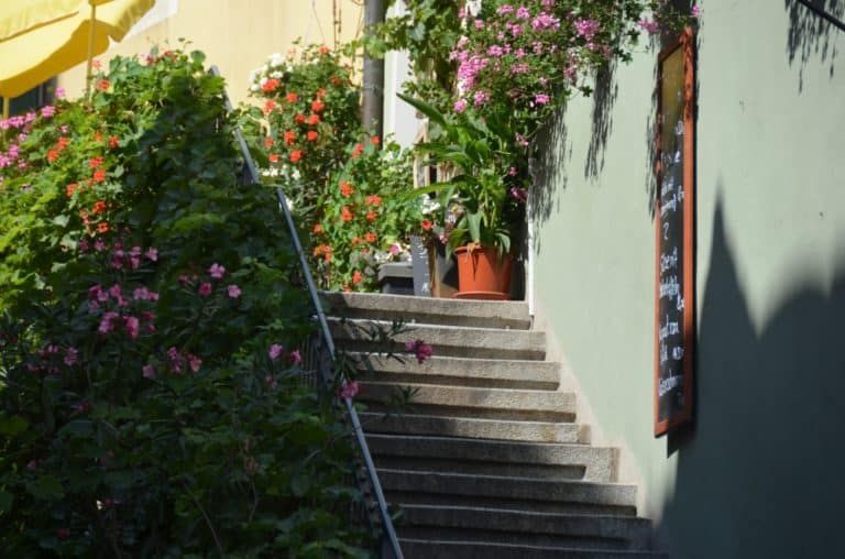town – staircase and flowers, Aug.2015 (Meissen)