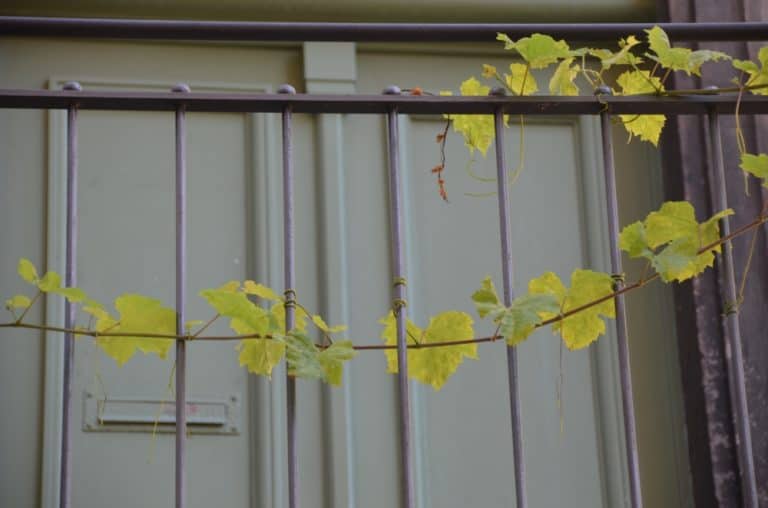 town – ivy and fence, Aug.2015 (Meissen)