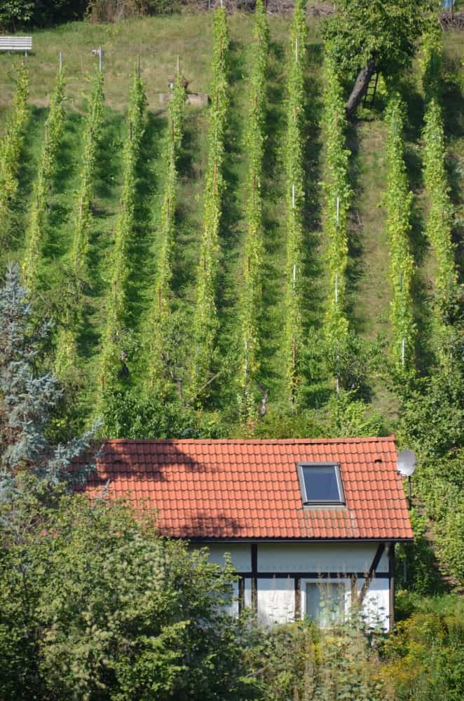 town – vineyard, Aug.2015 (Meissen)