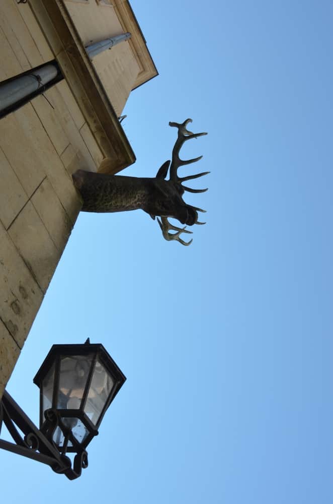 città – testa di cervo, Agosto 2015 (Meissen)