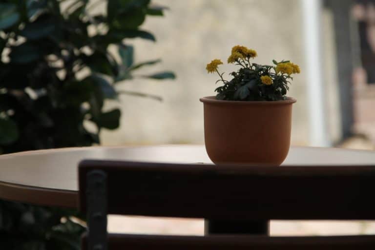 town – flower pot, Aug.2015 (Meissen)