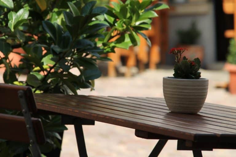 town – plant on table, Aug.2015 (Meissen)