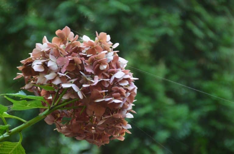cathedral – flower, Aug.2015 (Meissen)