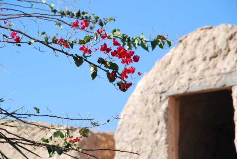 Tunisia, Metameur – flowers, Dec. 2008 (Medenine)
