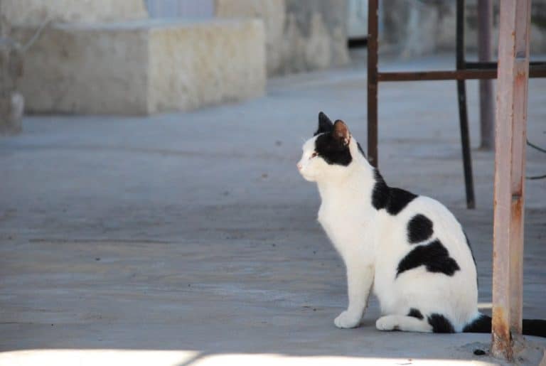 Tunisia, Metameur – cat, Dec. 2008\ (Medenine)