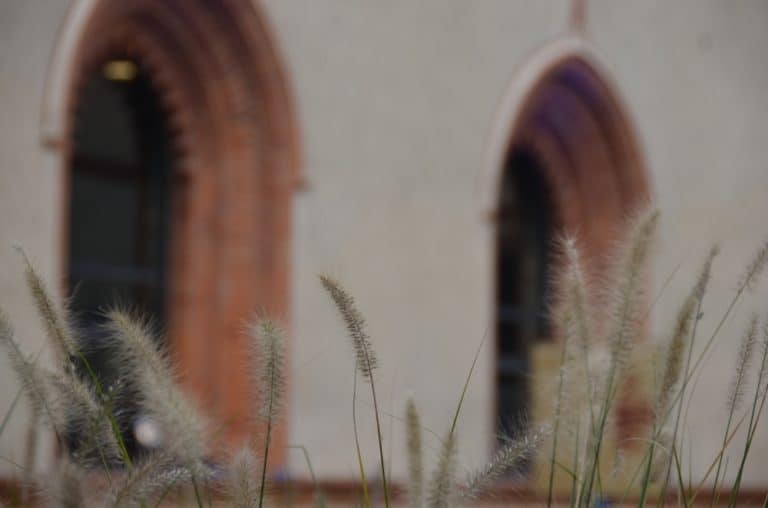 Sforza Castle – grass, Oct.2015 (Milan)