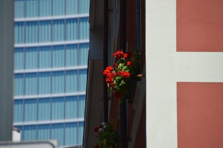 Milano – red flowers, June 2017 (Milan)