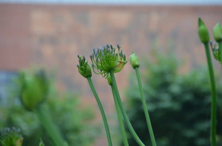 photomarathon – green, Jun.2016 (Milan)