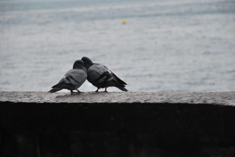 Italy, Miramare – love, Feb. 2014 (Trieste)