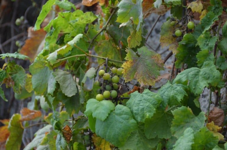 Monasterace – grapes, July 2015 (Calabria)