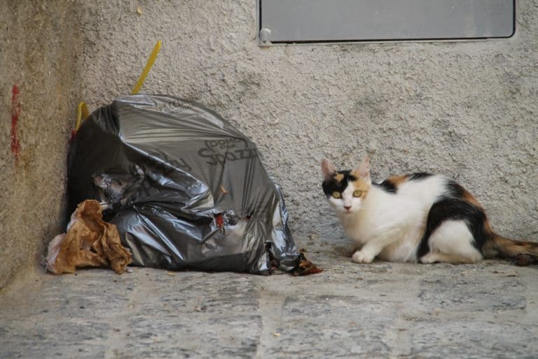 Monasterace – gatto, Luglio 2015 (Calabria)