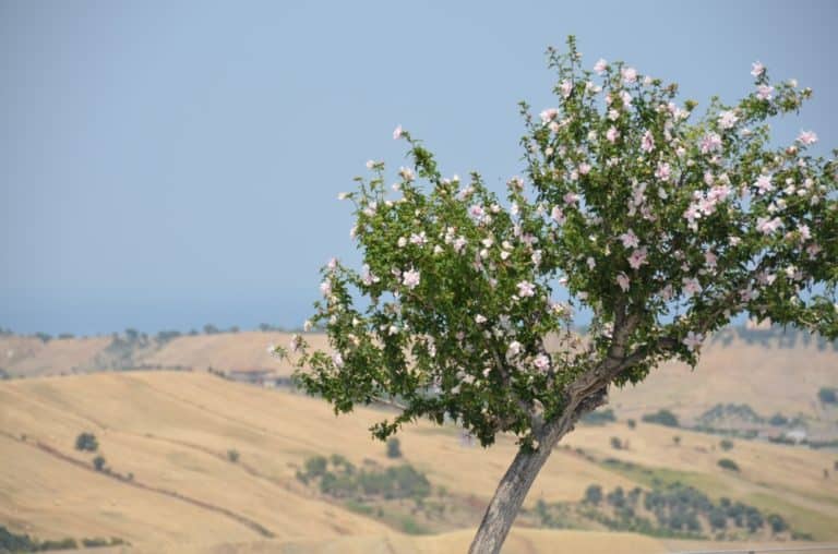 Monasterace – tree and view, July 2015 (Calabria)