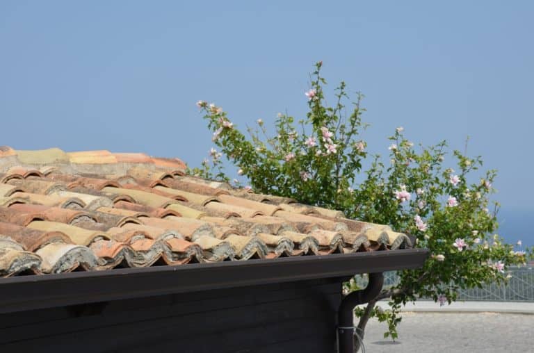 Monasterace – roof and flowers, July 2015 (Calabria)