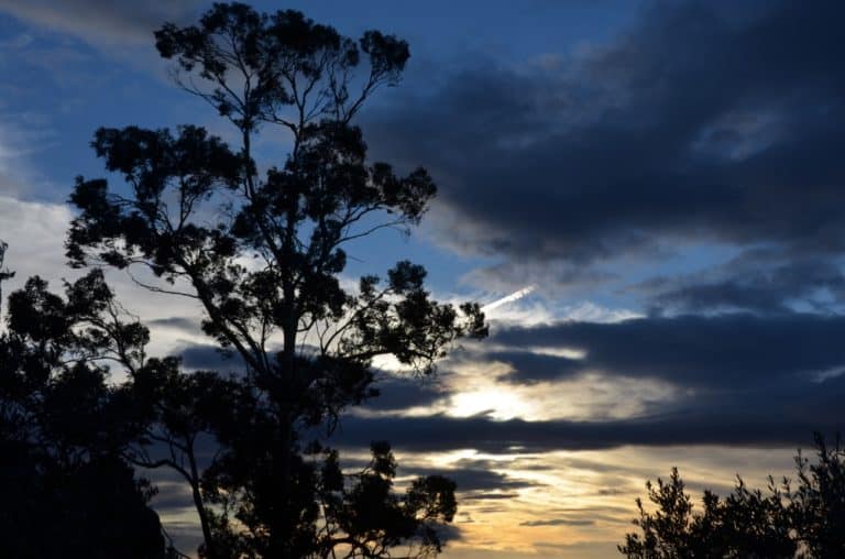 Portugal, Monsanto – tree, Nov.2014 (Monsanto)