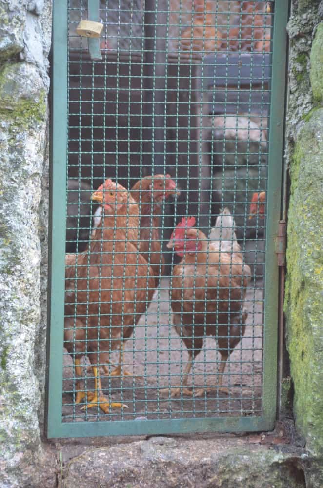 Portugal, Monsanto – small door, Nov.2014 (Monsanto)