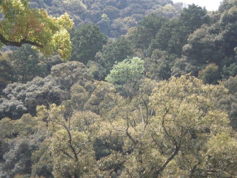Japan, Mount Konpira – the most green, Apr. 2013