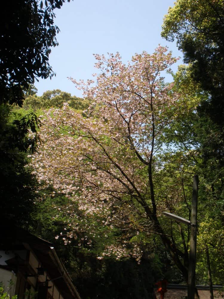 Japan, Mount Konpira – colours of spring, Apr. 2013
