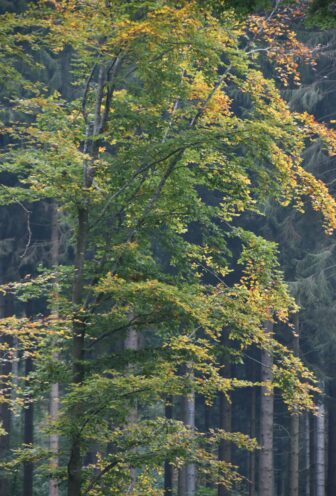 コモ湖上方の山、モンテ・サン・プリモの木々