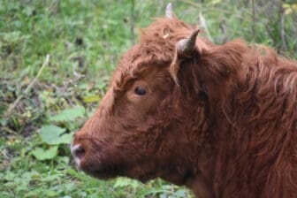 Highland Cow in the mountain above Lake Como