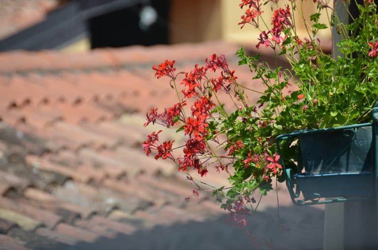 Montisola (30) (Lombardia)