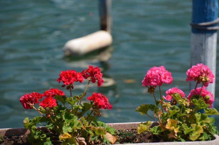 Montisola (32) (Lombardia)