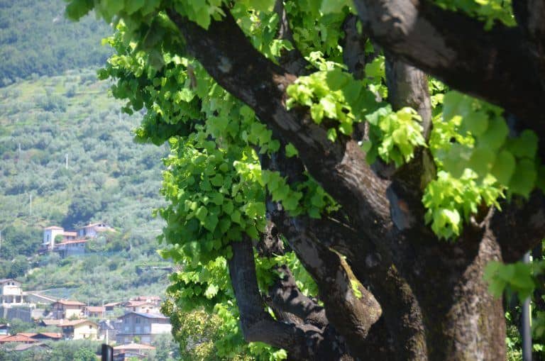 Montisola (6) (Lombardia)